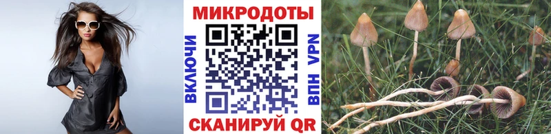 Купить где Новозыбков Псилоцибиновые грибы GOLDEN TEACHER